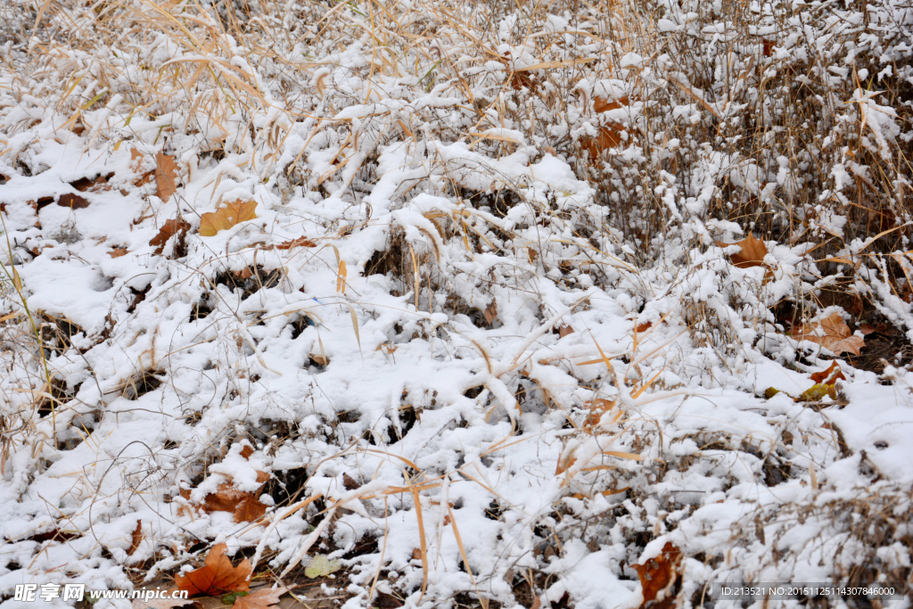 草丛冬雪