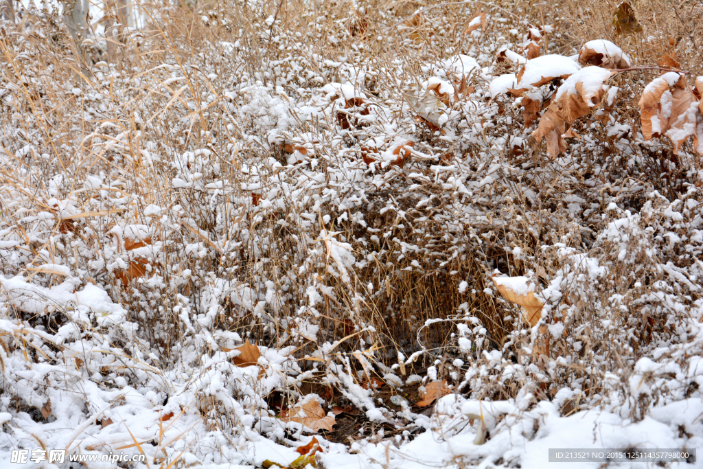 草丛冬雪