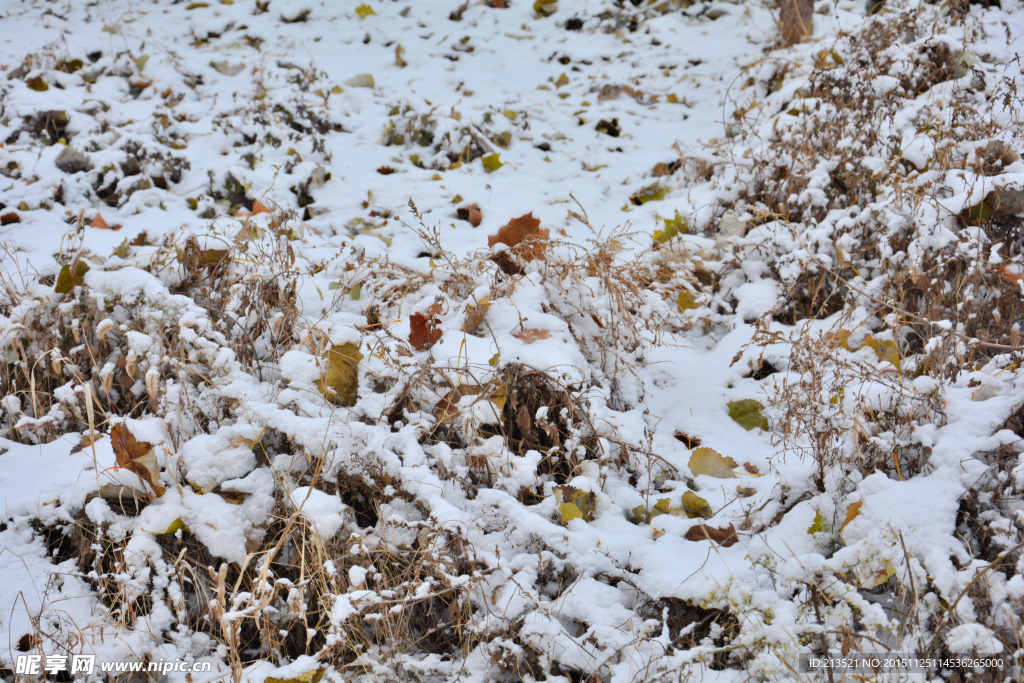 雪后草地