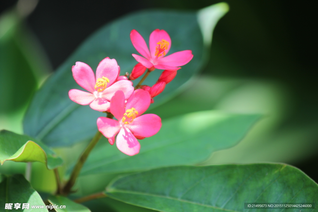 粉红花