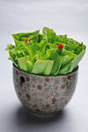 活力油麦菜