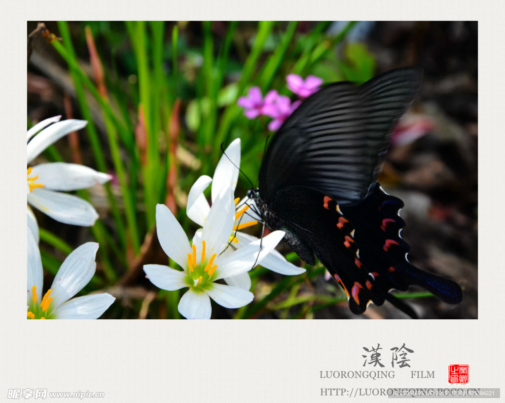 蝶恋花
