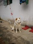 狗狗