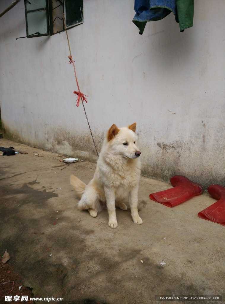 狗狗