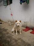狗狗