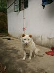 狗狗