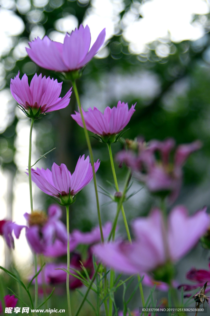 波斯菊