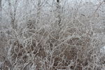 第一场雪  雪景