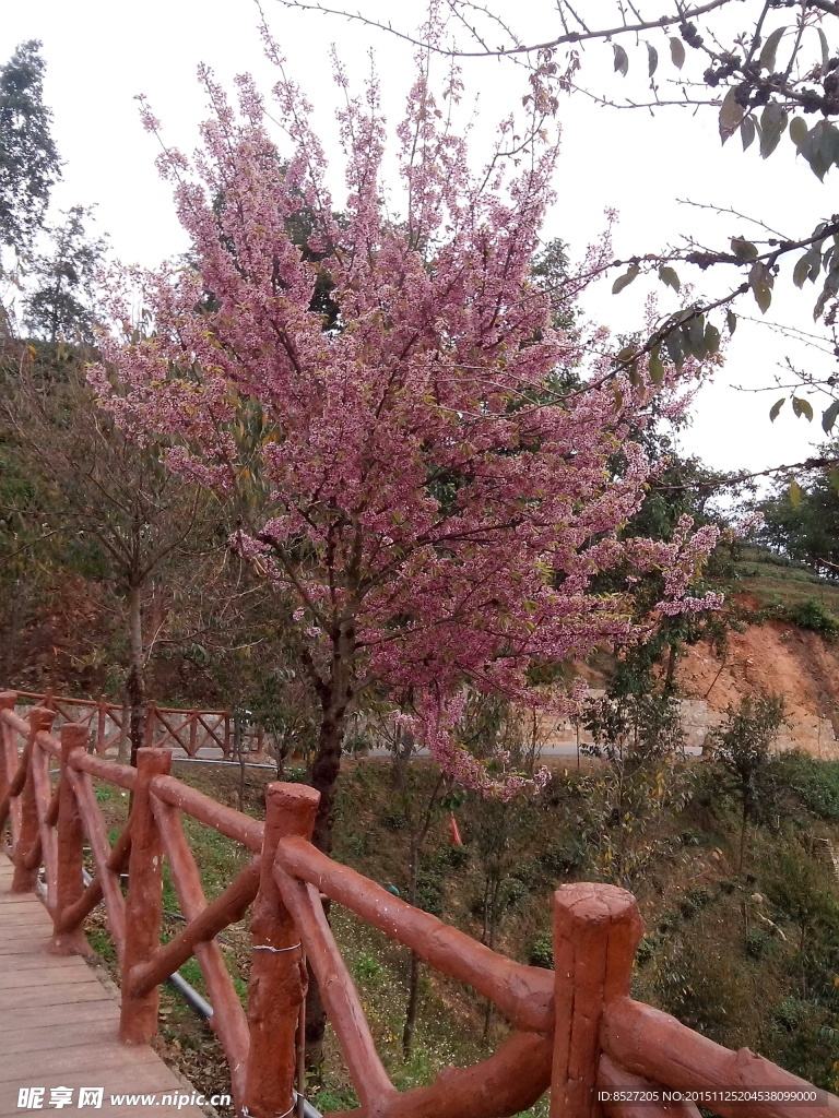 樱花