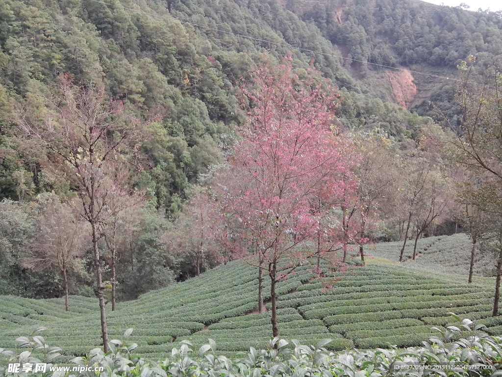 山地樱花