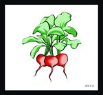 甜菜 甜菜根 蔬菜 根 植物