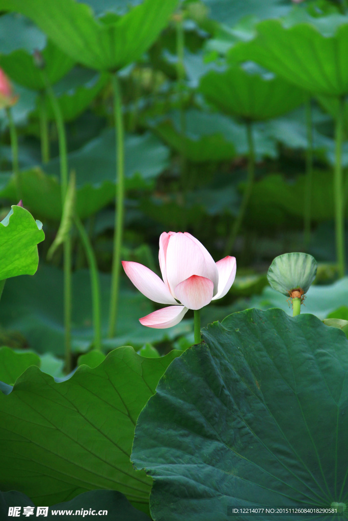荷花