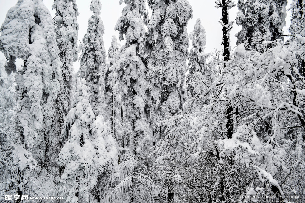 雪景