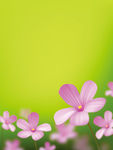 美丽花朵矢量素材