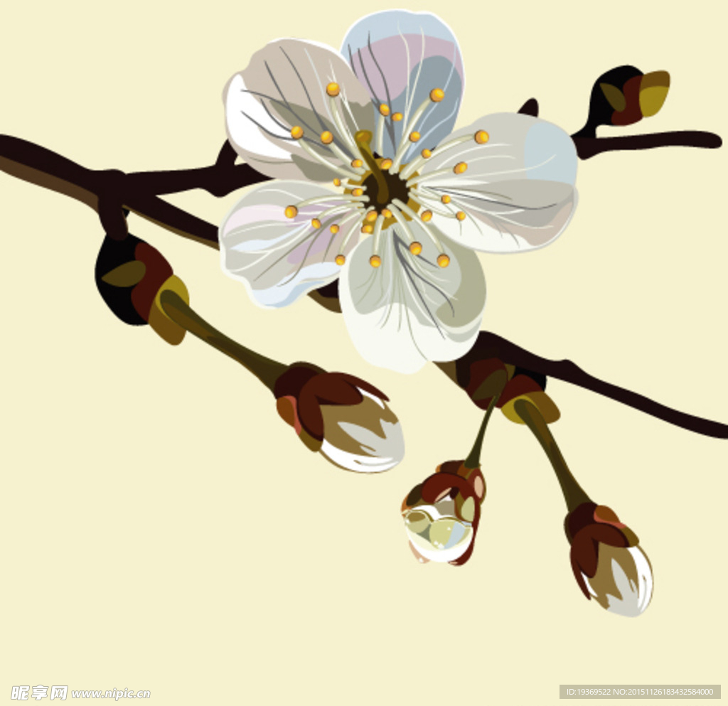 灿烂花枝矢量素材