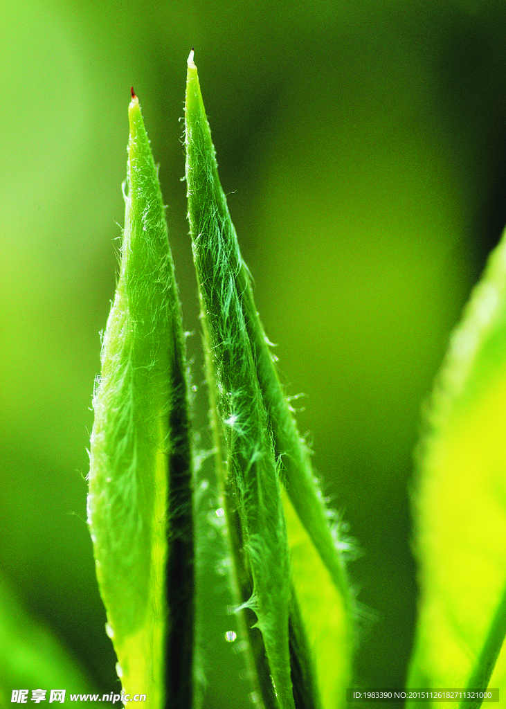 福鼎大毫茶茶叶细节