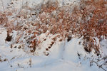 雪
