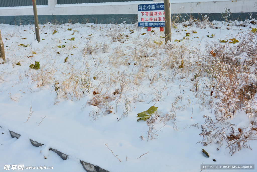 雪中干草