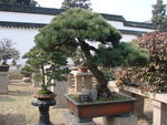盆景