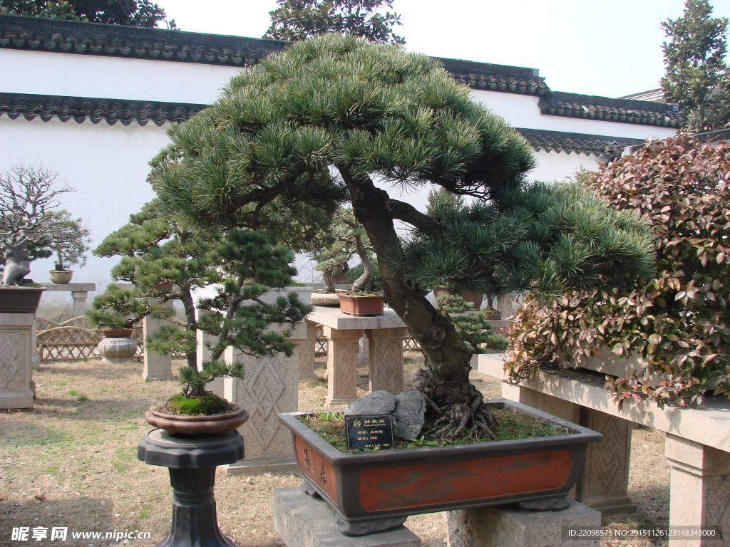 盆景