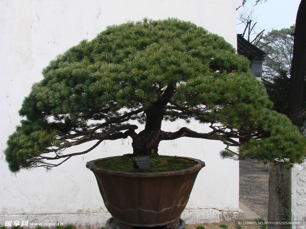 盆景