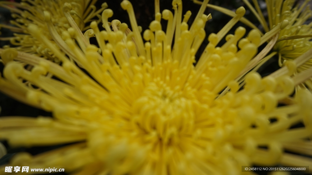 菊花