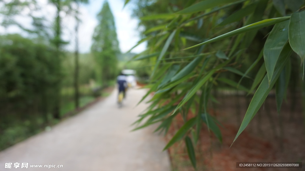 竹林小道