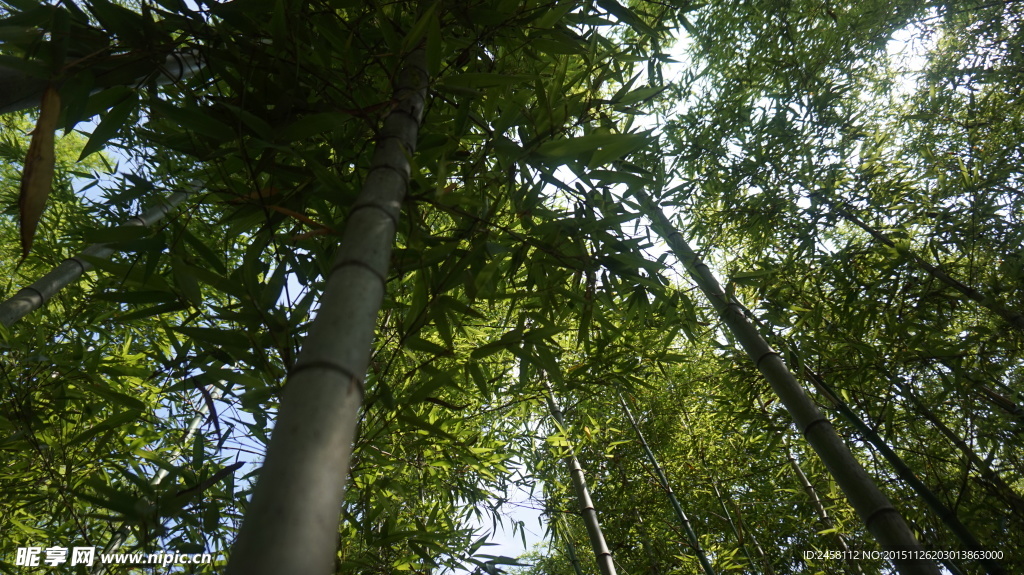 竹林