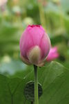 荷花花苞