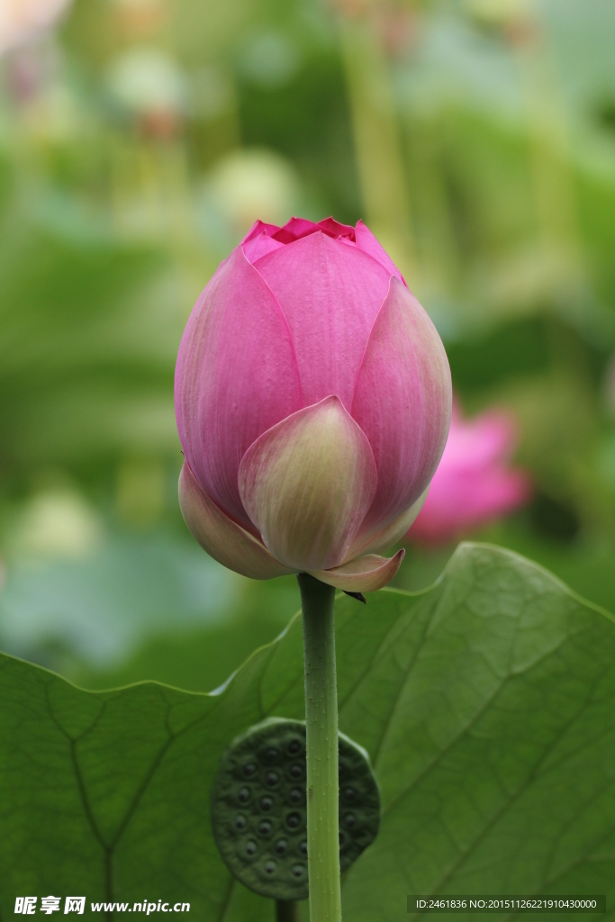 荷花花苞