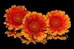 橙菊花