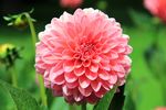 独特的花儿