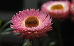 粉红蜡菊
