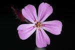 五瓣花