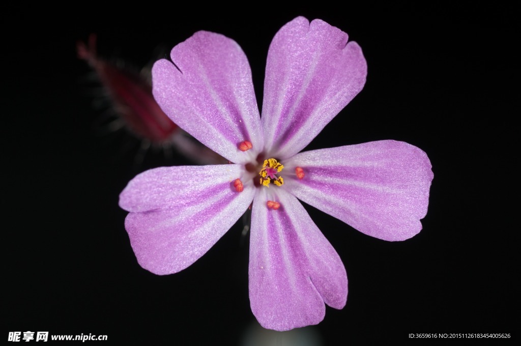 五瓣花