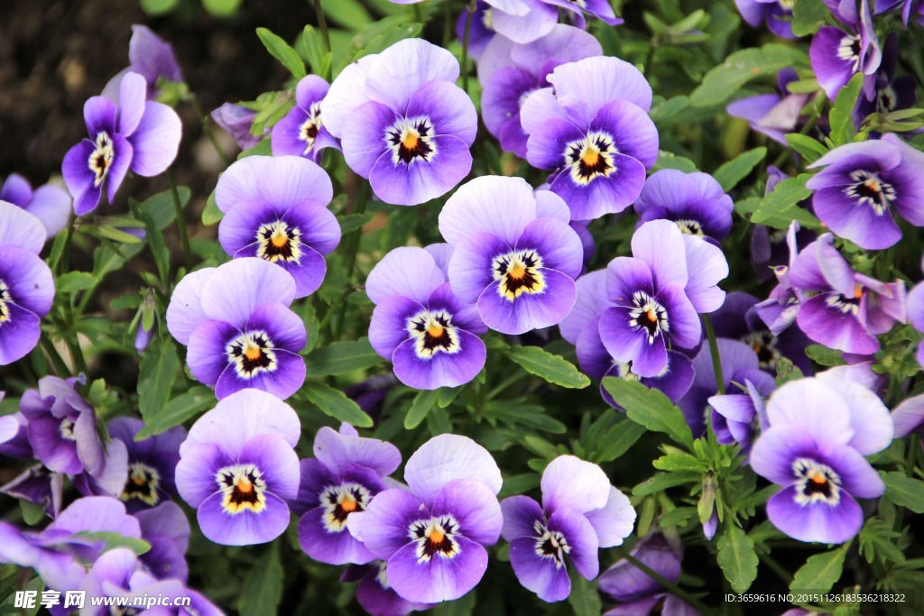 潘茜花