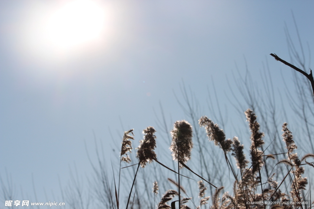 太阳 稻草