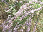 阿格尔提行花
