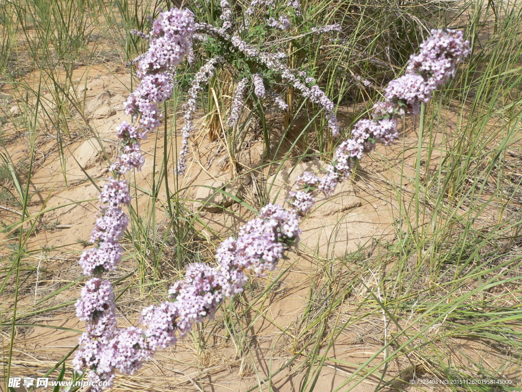 阿格尔提行花