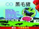 路发黑毛猪