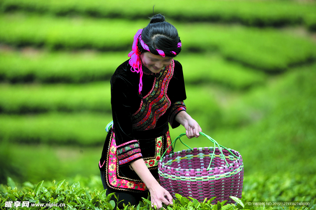 福建茶山采茶女