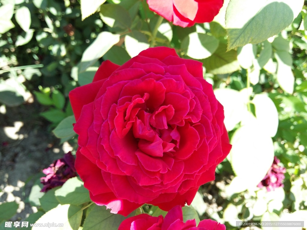 月季花