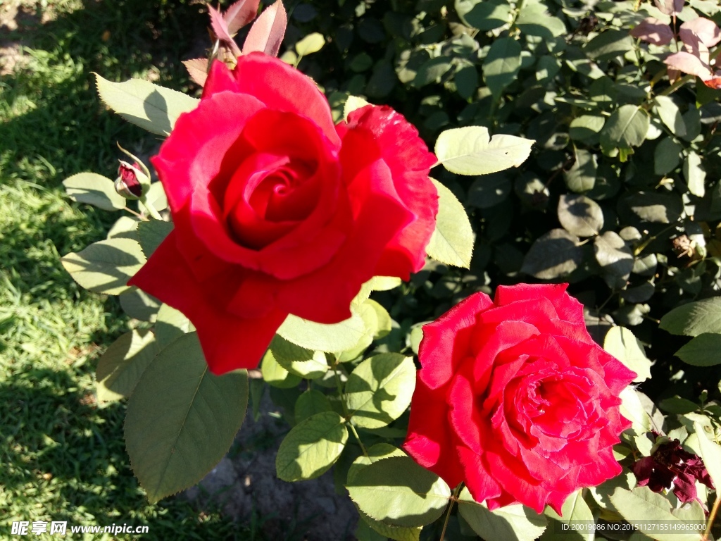 月季花