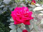 月季花