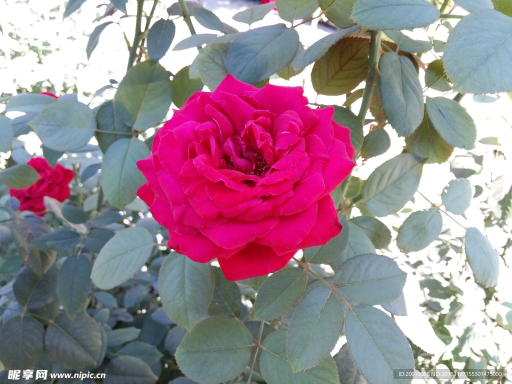 月季花