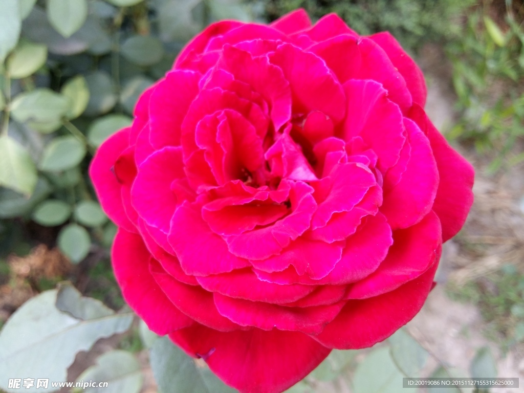 月季花