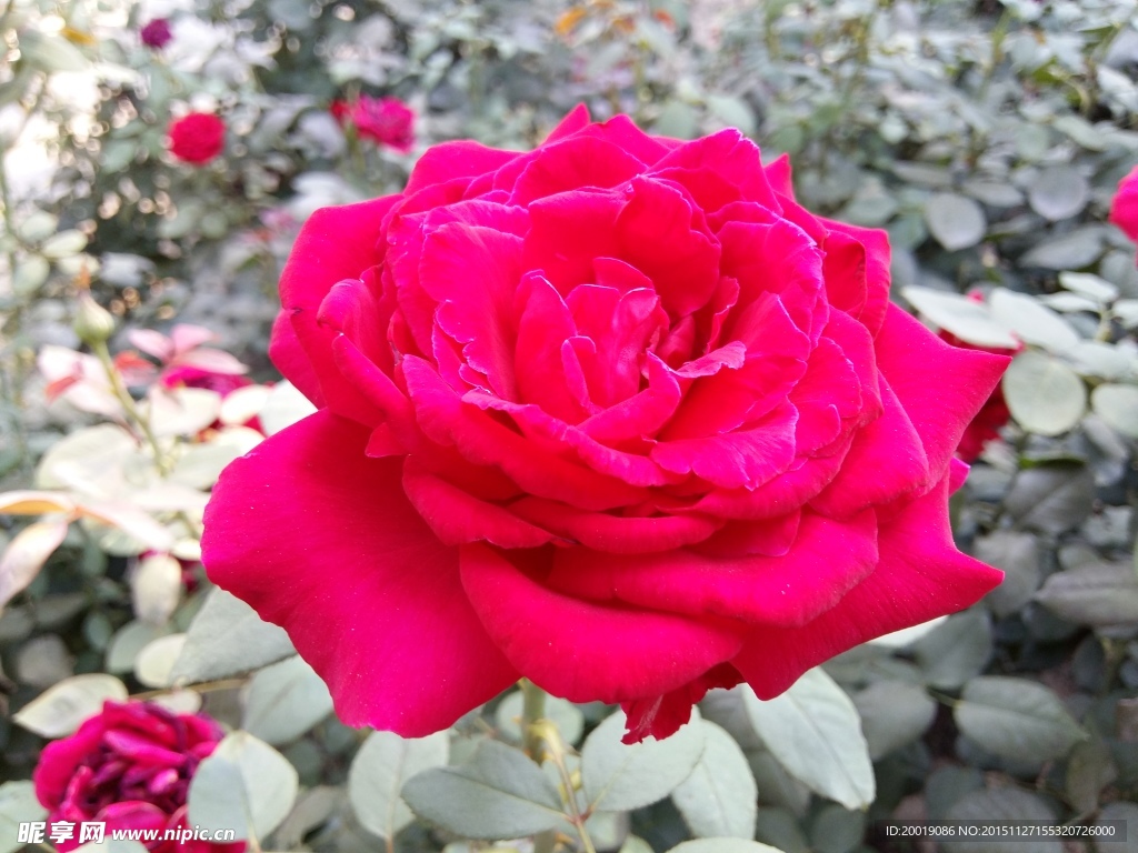 月季花
