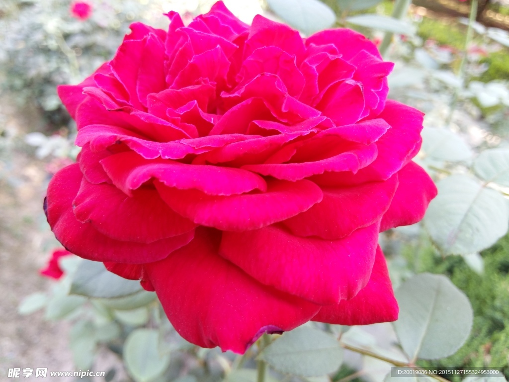 月季花