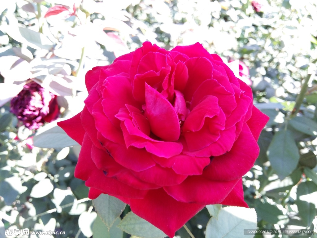 月季花
