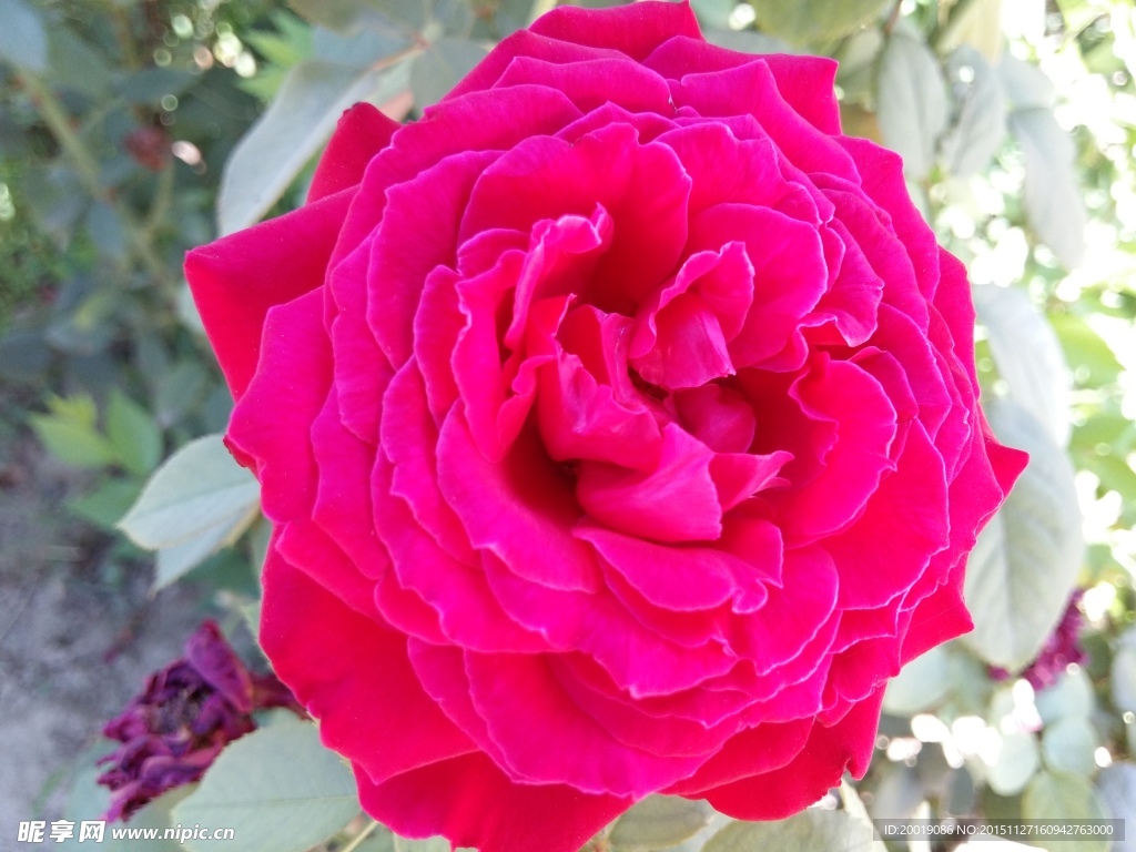 月季花